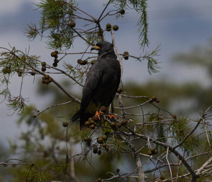 Loxahatchee Slough