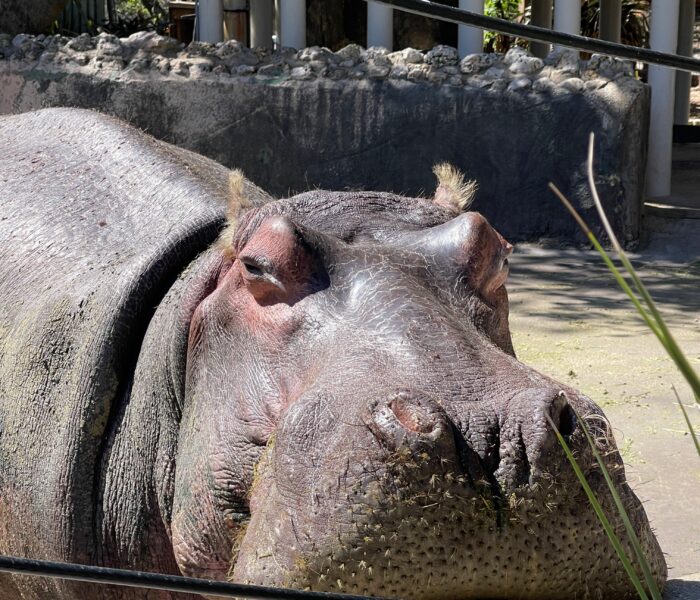 Manatee, Hippo and History