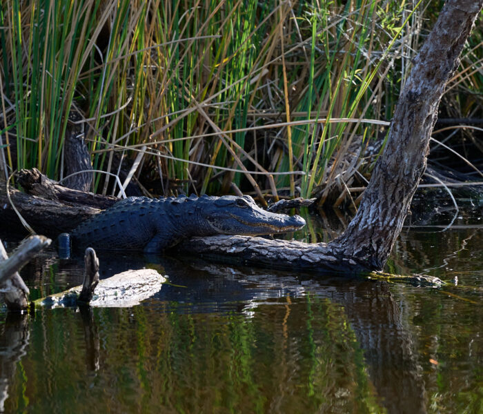 Want to See Some Alligators?