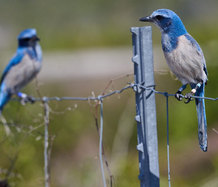 Do You Think We Will See a Scrub Jay?