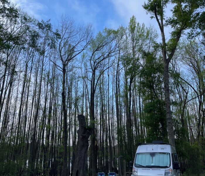 Amoung the Cypress