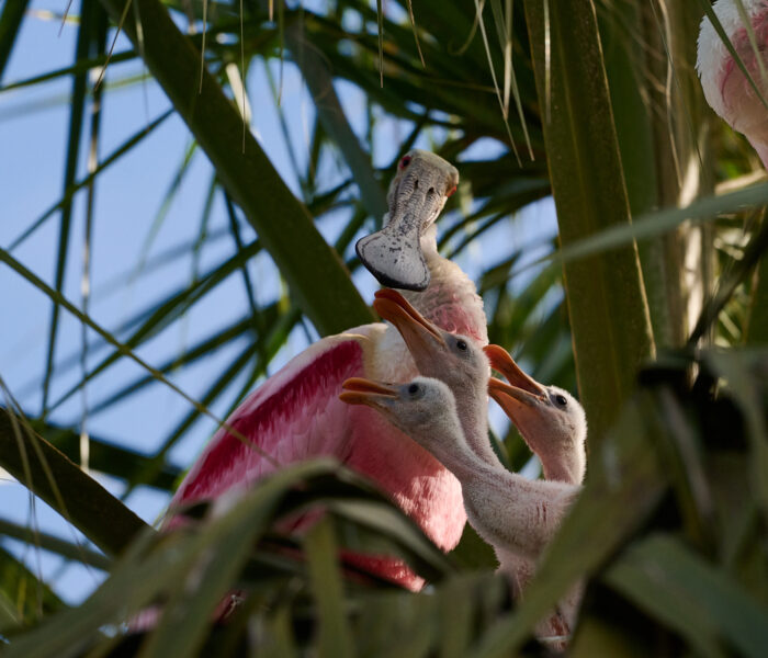 Springtime On The First Coast