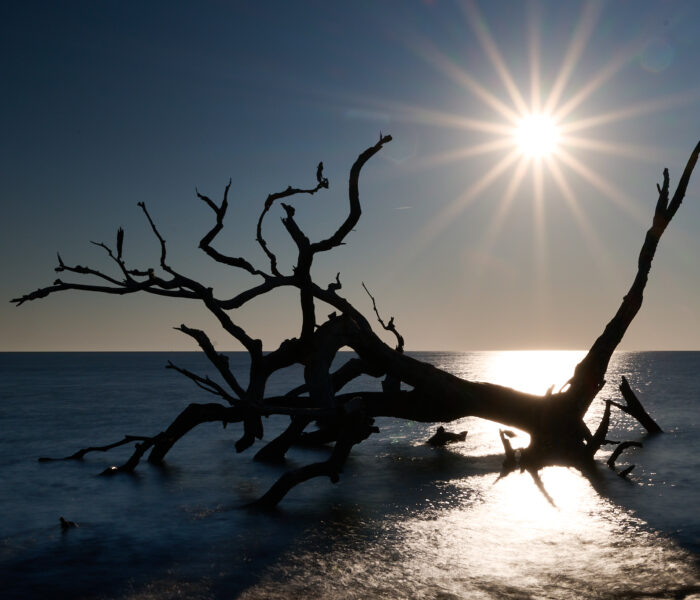 Dead Trees On A Beach in Georgia